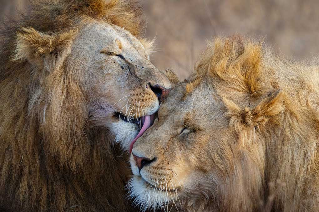 Tanzanian Lions